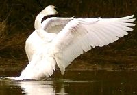 Trumpeter Swan 01