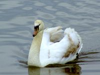 Trumpeter Swans 12