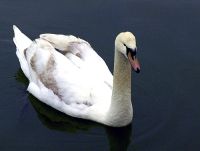 Trumpeter Swans 11