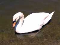 Trumpeter Swan 08