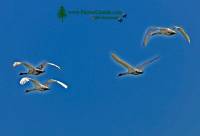 Highlight for Album: Trumpeter Swans Photos, Canadian Wildlife Stock Photos