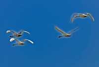 Trumpeter Swan In Flight 001