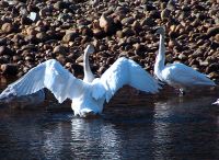 Trumpeter Swan 07 
