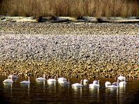 Trumpeter Swan 06