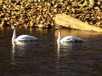 Trumpeter Swan 05