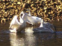 Trumpeter Swan 04