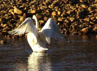 Trumpeter Swan 03