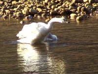 Trumpeter Swan 02