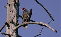 Highlight for Album: Turkey Vultures, Vancouver Island, Canadian Wildlife Stock Photos
