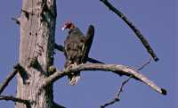 Turkey Vulture, Vancouver Island, BC CM11-004
