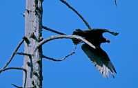 Turkey Vulture, Vancouver Island, BC CM11-005