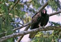 Turkey Vulture, Vancouver Island, BC CM11-006