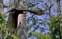 Turkey Vulture, Vancouver Island, BC CM11-002