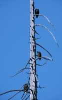 Turkey Vultures, Vancouver Island, BC CM11-003