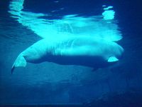 Beluga Whale, Underwater Viewing, Vancouver Aquarium, British Columbia, Canada 02
