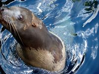 Harbour Seal, Vancouver Aquarium, British Columbia, Canada  03