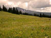 Wells Gray Park, Trophy Mountain Wildflowers, British Columbia, Canada CM11-01