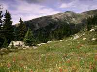 Wells Gray Park, Trophy Mountain Wildflowers, British Columbia, Canada CM11-03