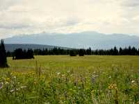 Wells Gray Park, Trophy Mountain Wildflowers, British Columbia, Canada CM11-08