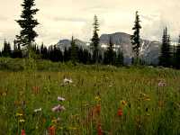 Wells Gray Park, Trophy Mountain Wildflowers, British Columbia, Canada CM11-09
