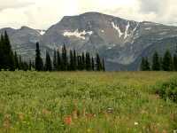 Wells Gray Park, Trophy Mountain Wildflowers, British Columbia, Canada CM11-10