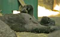 Western Lowland Gorilla, Calgary Zoo, Alberta CM11-01