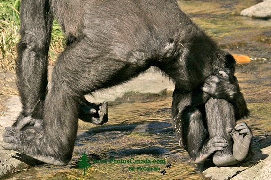 Female Western Lowland Gorilla and Baby, (holding on to mothers right leg) Calgary Zoo, Alberta CM11-08 Female Western Lowland Gorilla and Baby, (holding on to mothers right leg) Calgary Zoo, Alberta CM11-08