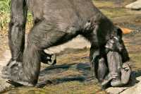 Female Western Lowland Gorilla and Baby, (holding on to mothers right leg) Calgary Zoo, Alberta CM11-08