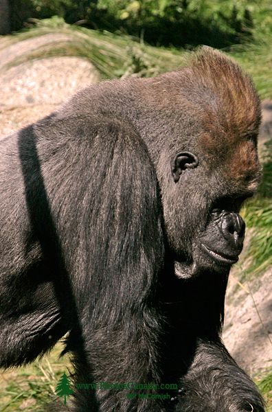 Male Western Lowland Gorilla, Calgary Zoo, Alberta CM11-09 Male Western Lowland Gorilla, Calgary Zoo, Alberta CM11-09