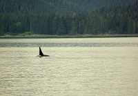 Humpback Whale 05