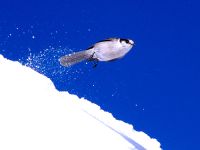 Highlight for Album: Whiskey Jack, Grey Jay Photos, Canadian Wildlife Stock Photos