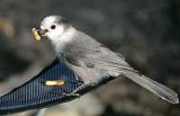 Grey Jay CM11-11