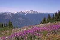 Whistler Alpine Wildflowers, British Columbia, Canada, CM11-26