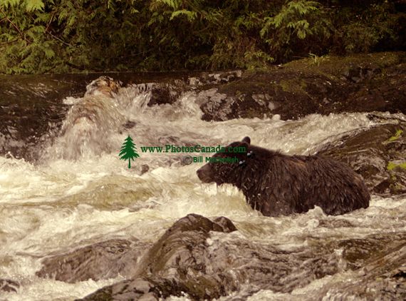 Black Bear Fishing, Gwaii Haanas National Park Reserve, British Columbia, Canada CM11-09