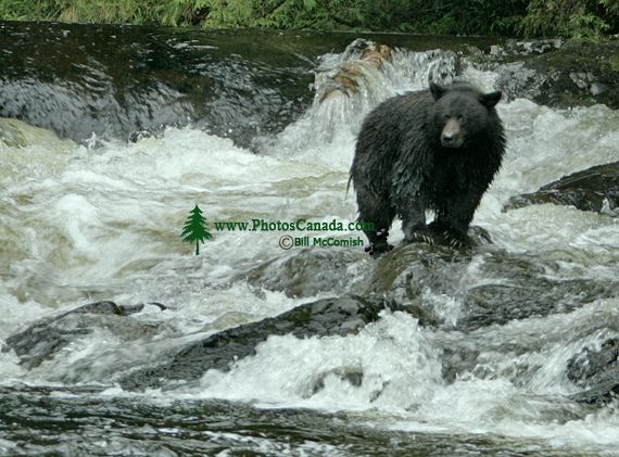 Black Bear Fishing, Gwaii Haanas National Park Reserve, British Columbia, Canada CM11-08