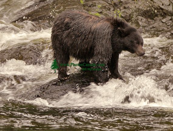 Black Bear Fishing, Gwaii Haanas National Park Reserve, British Columbia, Canada CM11-07 Black Bear Fishing, Gwaii Haanas National Park Reserve, British Columbia, Canada CM11-07
