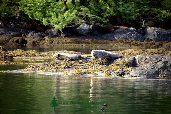 Harbour Seals, Gwaii Haanas National Park Reserve, British Columbia, Canada CM11-03