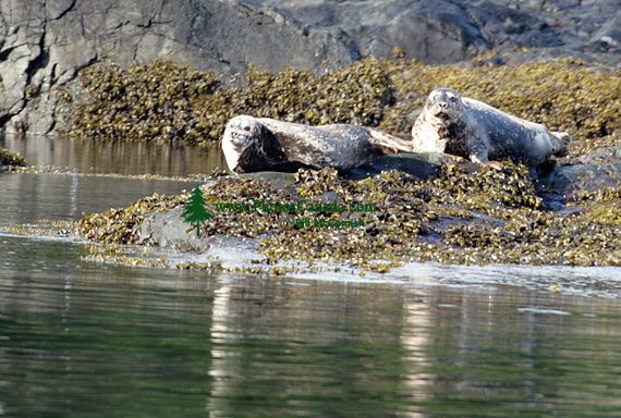 Harbour Seals, Gwaii Haanas National Park Reserve, British Columbia, Canada CM11-04 Harbour Seals, Gwaii Haanas National Park Reserve, British Columbia, Canada CM11-04