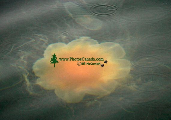 Lions Mane Jellyfish, Gwaii Haanas National Park Reserve, British Columbia, Canada CM11-02