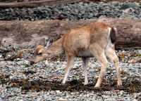 Sitka Deer, Gwaii Haanas National Park Reserve, British Columbia, Canada CM11-06