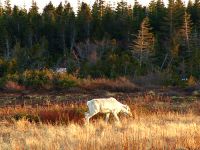 Woodland Caribou, Newfoundland Calf 06