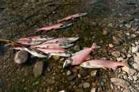 Adams River Sockeye Run 2010, British Columbia, Canada CM11-001