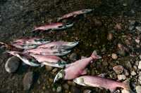 Adams River Sockeye Run 2010, British Columbia, Canada CM11-002