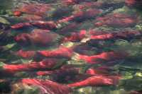 Adams River Sockeye Run 2010, British Columbia, Canada CM11-005