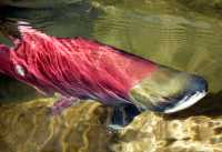 Adams River Sockeye Run 2010, British Columbia, Canada CM11-007