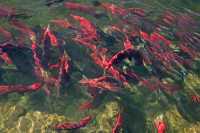 Adams River Sockeye Run 2010, British Columbia, Canada CM11-008