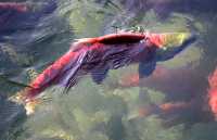 Adams River Sockeye Run 2010, British Columbia, Canada CM11-009