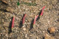 Highlight for Album: Adams River Sockeye Run 2010, Canada Marine Life Stock Photos