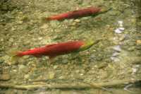 Adams River Sockeye Run 2010, British Columbia, Canada CM11-014