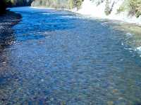 Adams River Sockeye 2006 Return 01